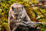 Cougar_10