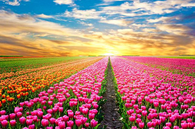 Colorful_Tulips_13