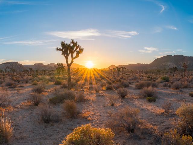 Joshua_Tree_4