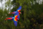 Birds_352