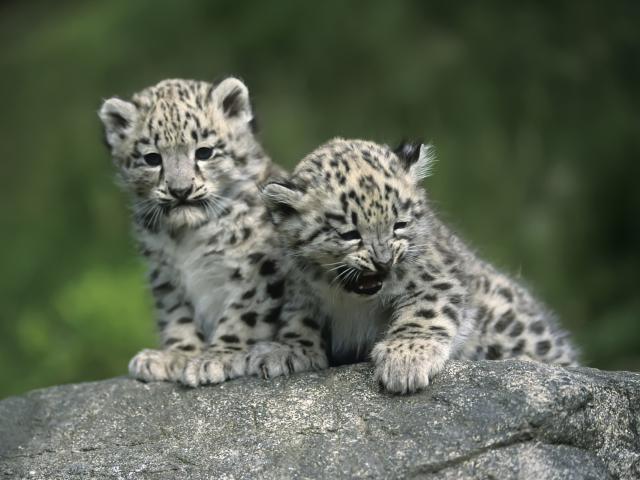 Snow_Leopard_11