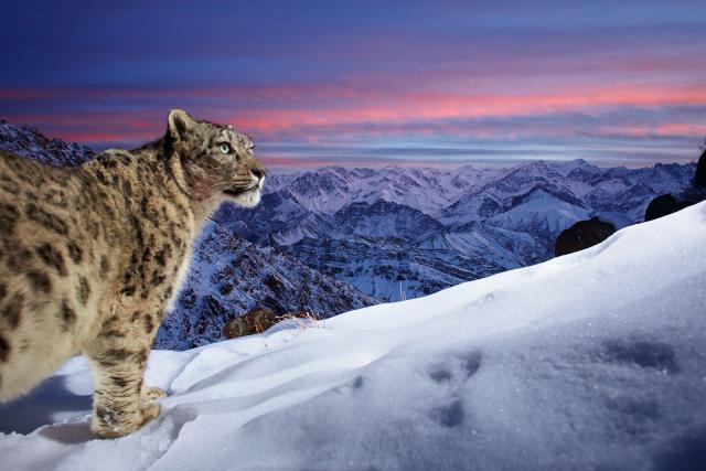 Snow_Leopard_12