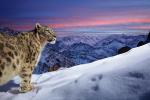 Snow_Leopard_12
