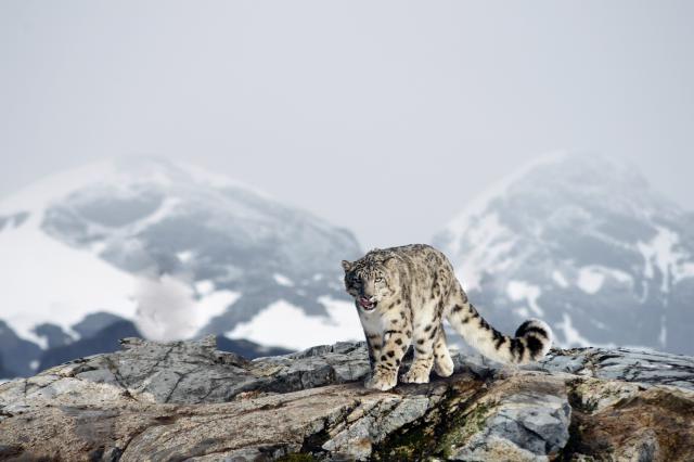 Snow_Leopard_14