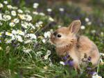 Animals_847