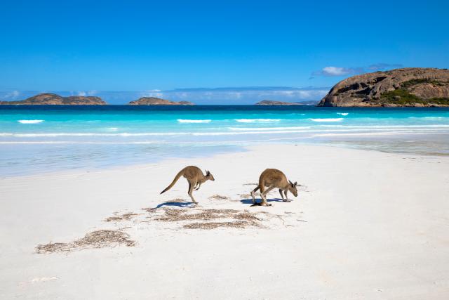 Animals_852