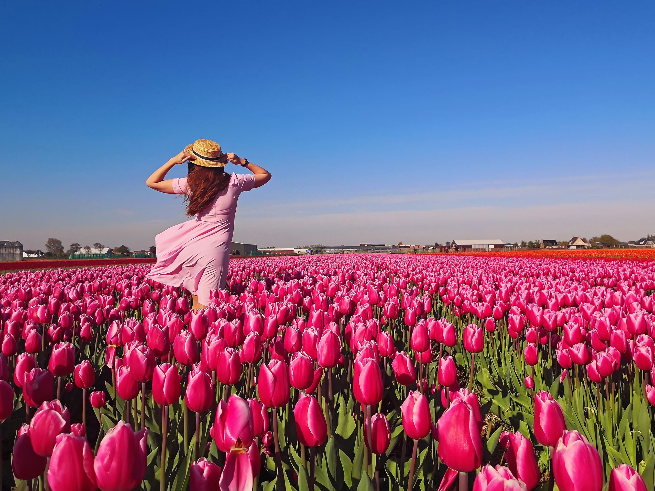 Colorful_Tulips_20
