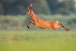 Animals_863