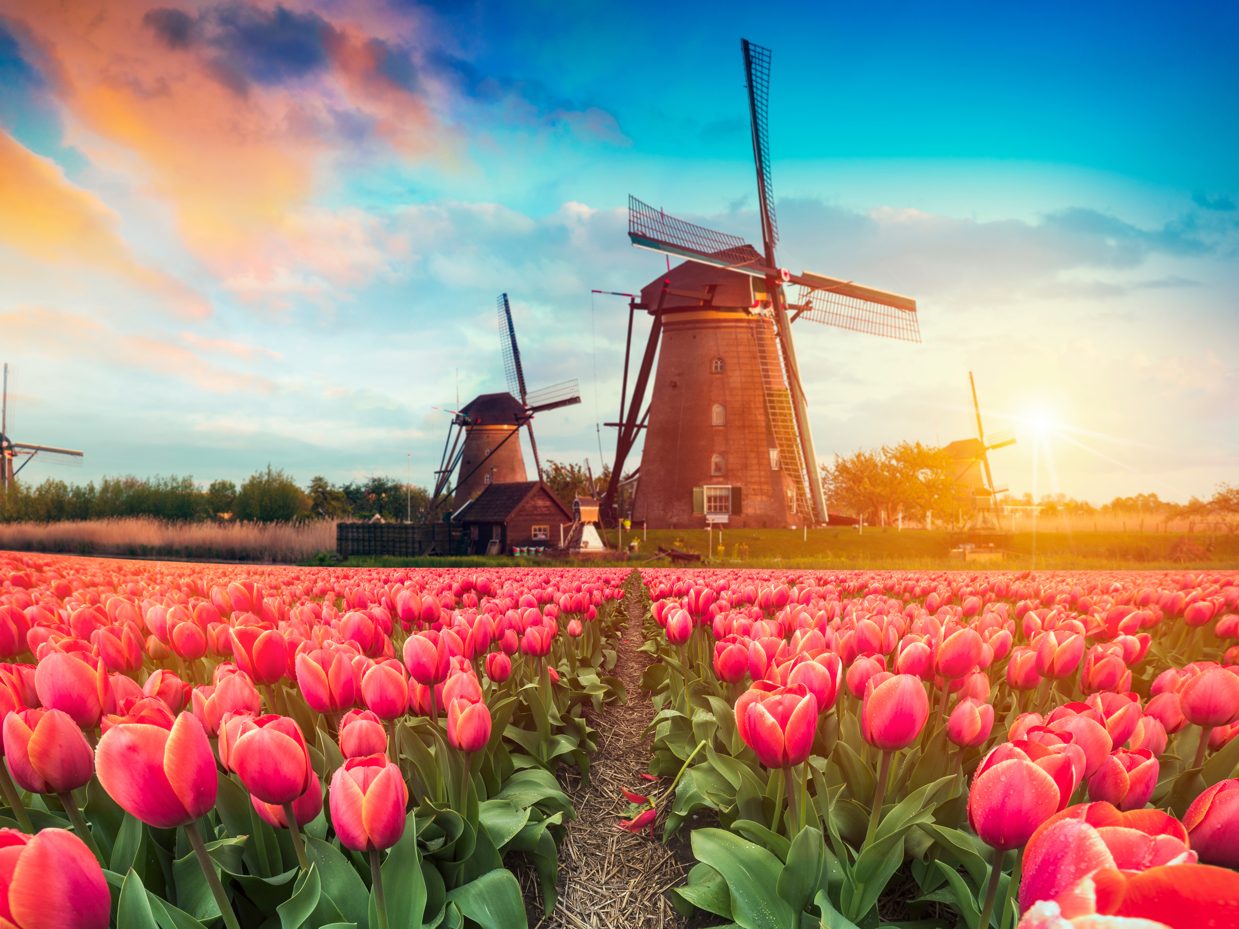 Windmill_95