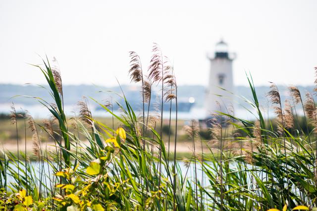 Lighthouse_233