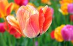 Colorful_Tulips_21