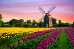 Windmill_96