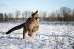 Cougar_15