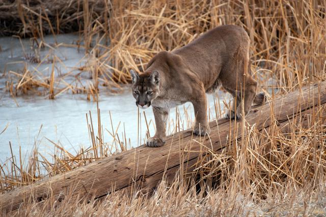 Cougar_16