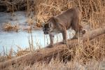 Cougar_16