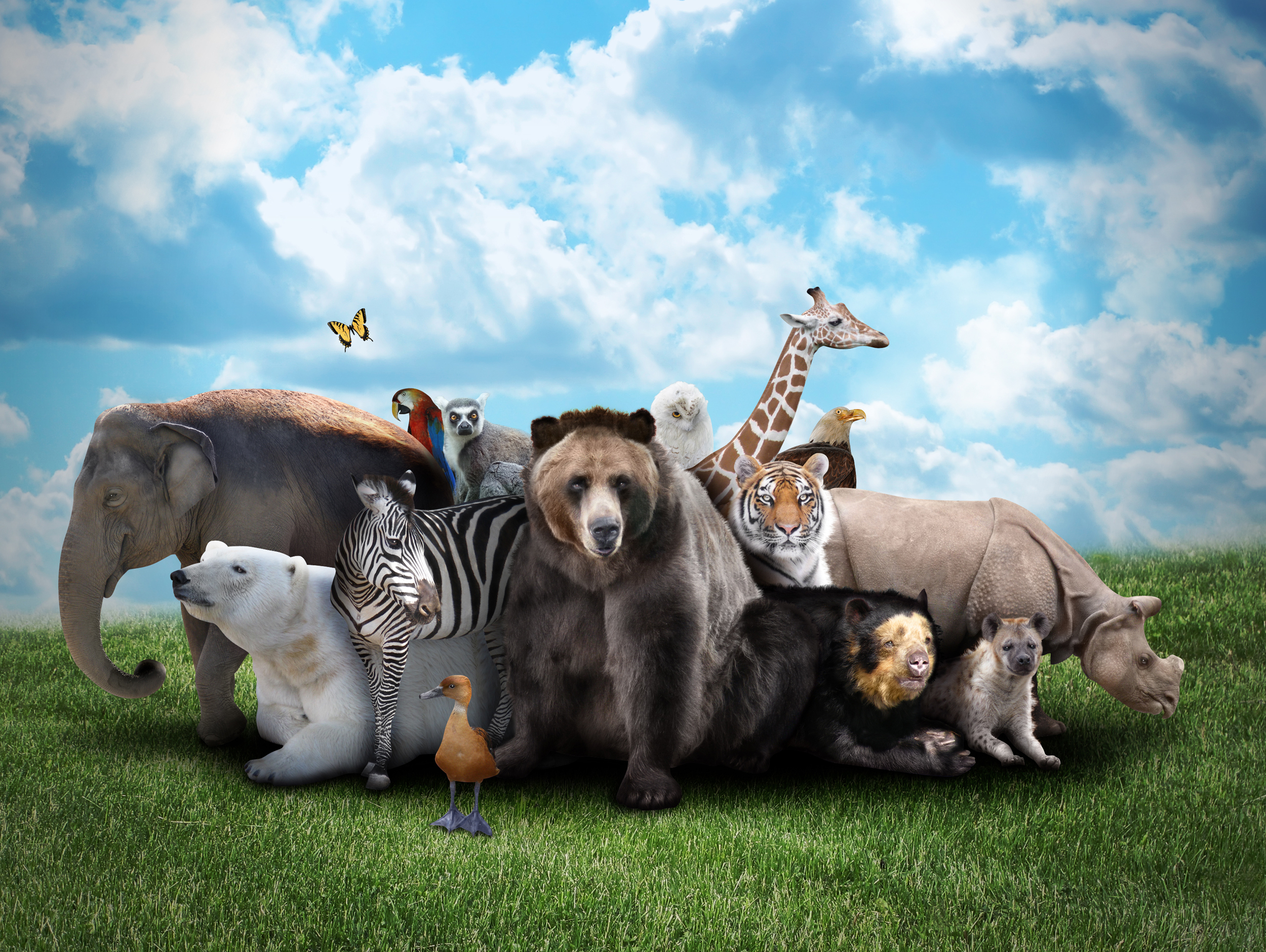 Animals_878