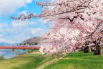 Japan_249