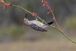 Birds_374