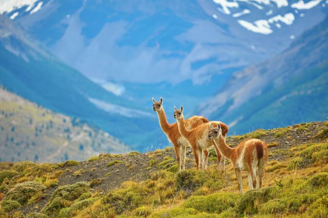 Animals_893