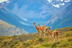 Animals_893