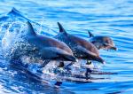 ocean-life-813
