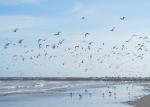 Birds_375