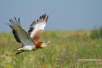 Birds_378