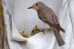 Birds_380
