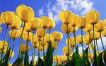 Colorful_Tulips_30