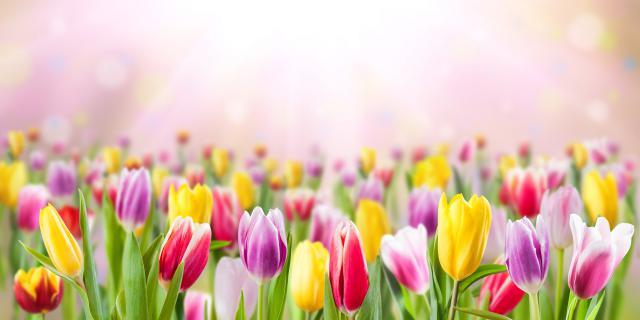 Colorful_Tulips_31