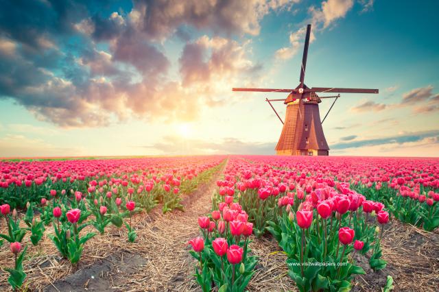 Colorful_Tulips_32