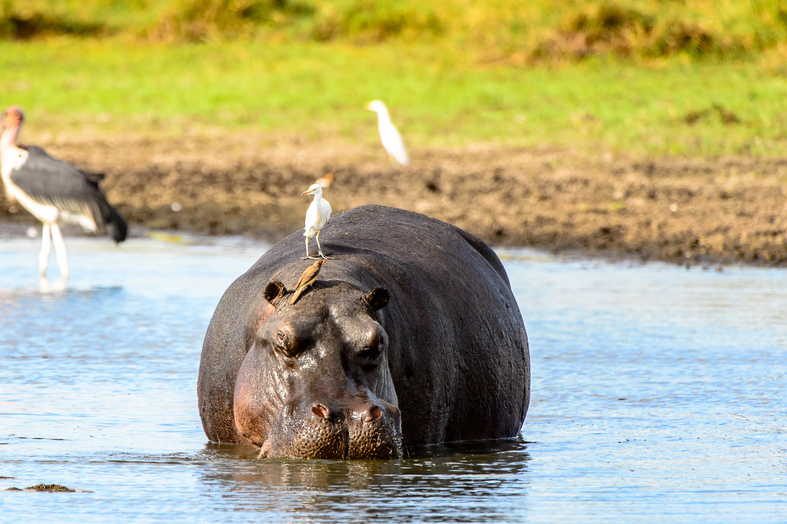 Animals_931