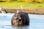 Animals_931