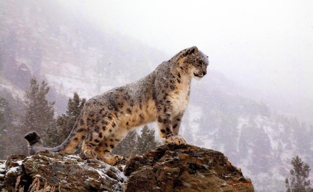 Snow_Leopard_18