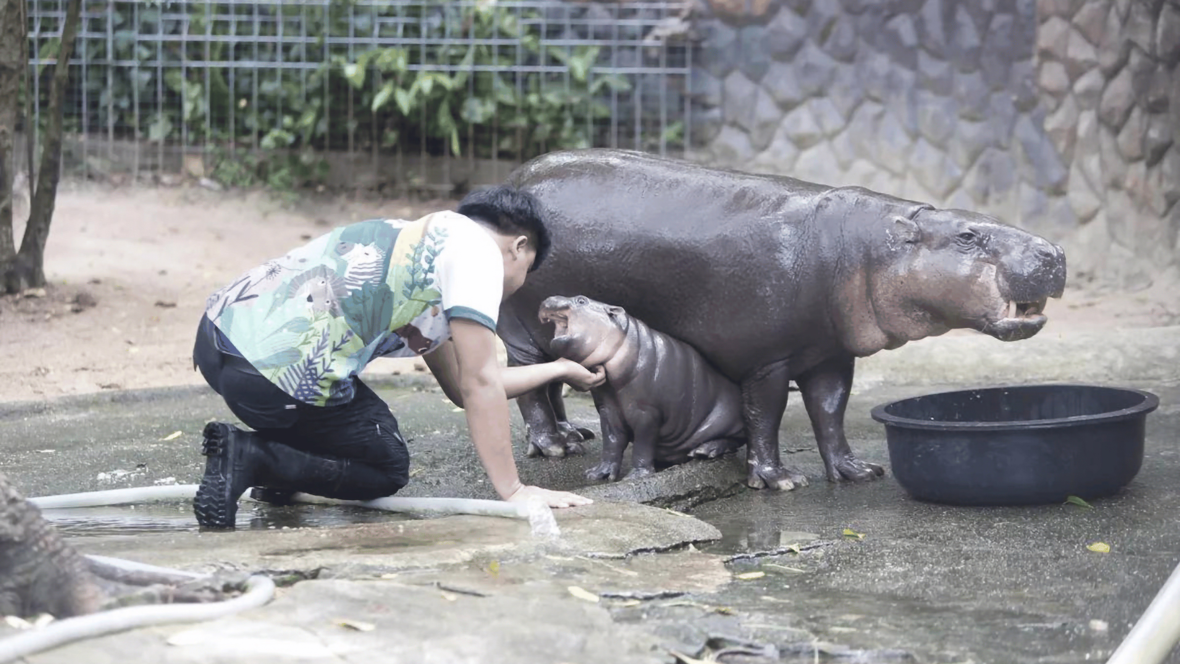 Animals_952