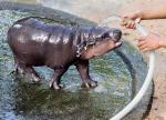 Animals_977