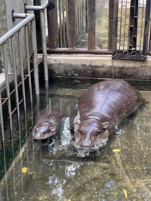 Animals_998