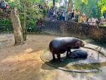 pygmy_hippo_05