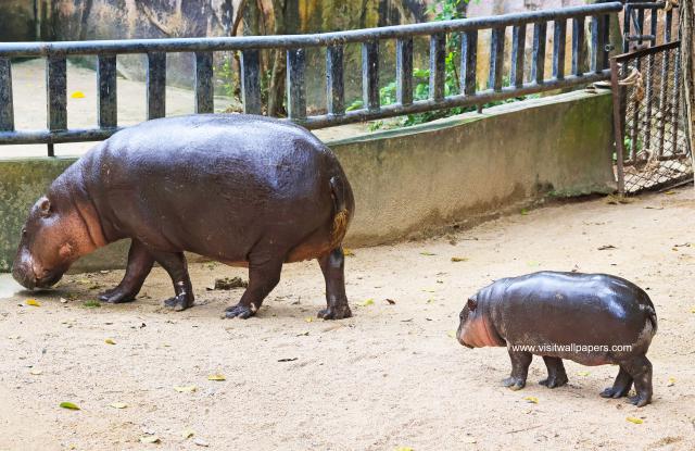 pygmy_hippo_06