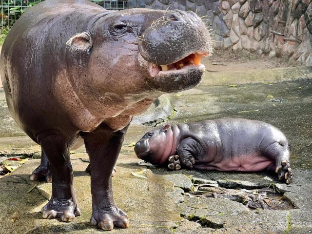 pygmy_hippo_07