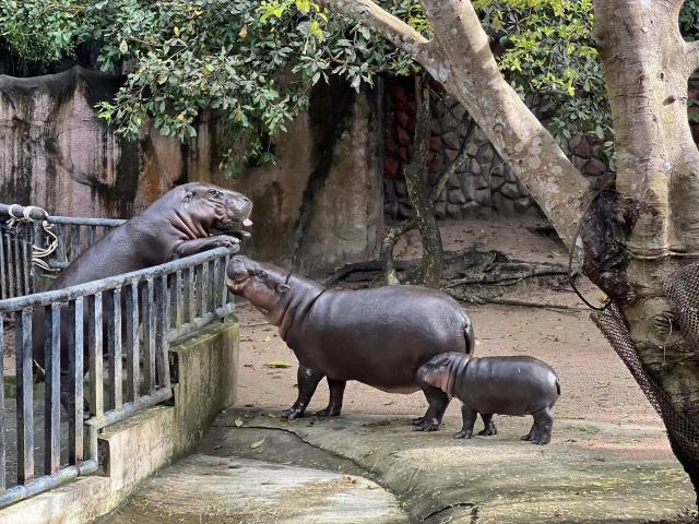 pygmy_hippo_09