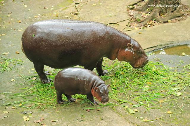 pygmy_hippo_10