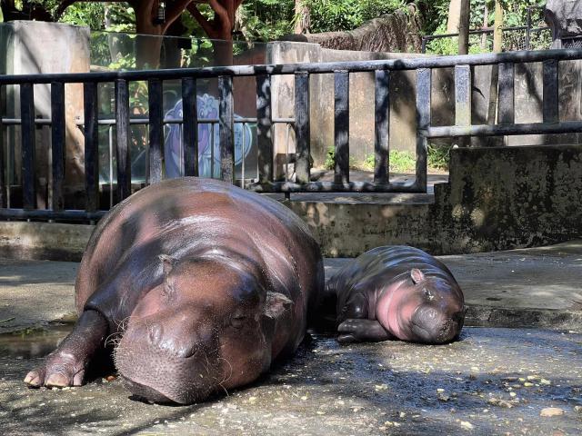 pygmy_hippo_13