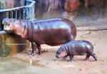 pygmy_hippo_14