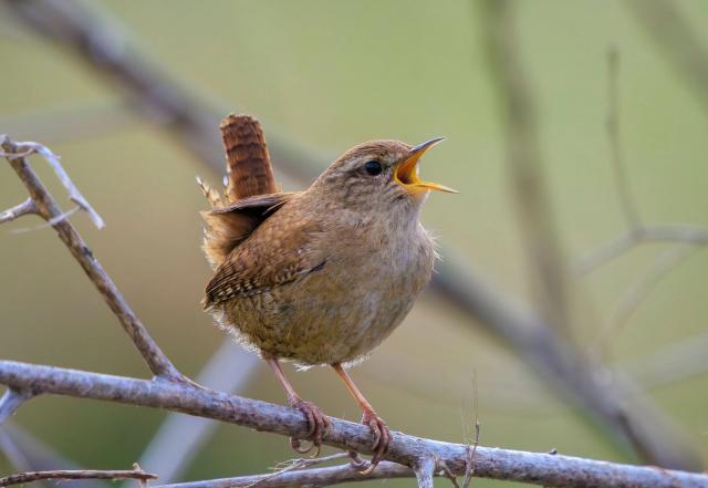 Birds_387