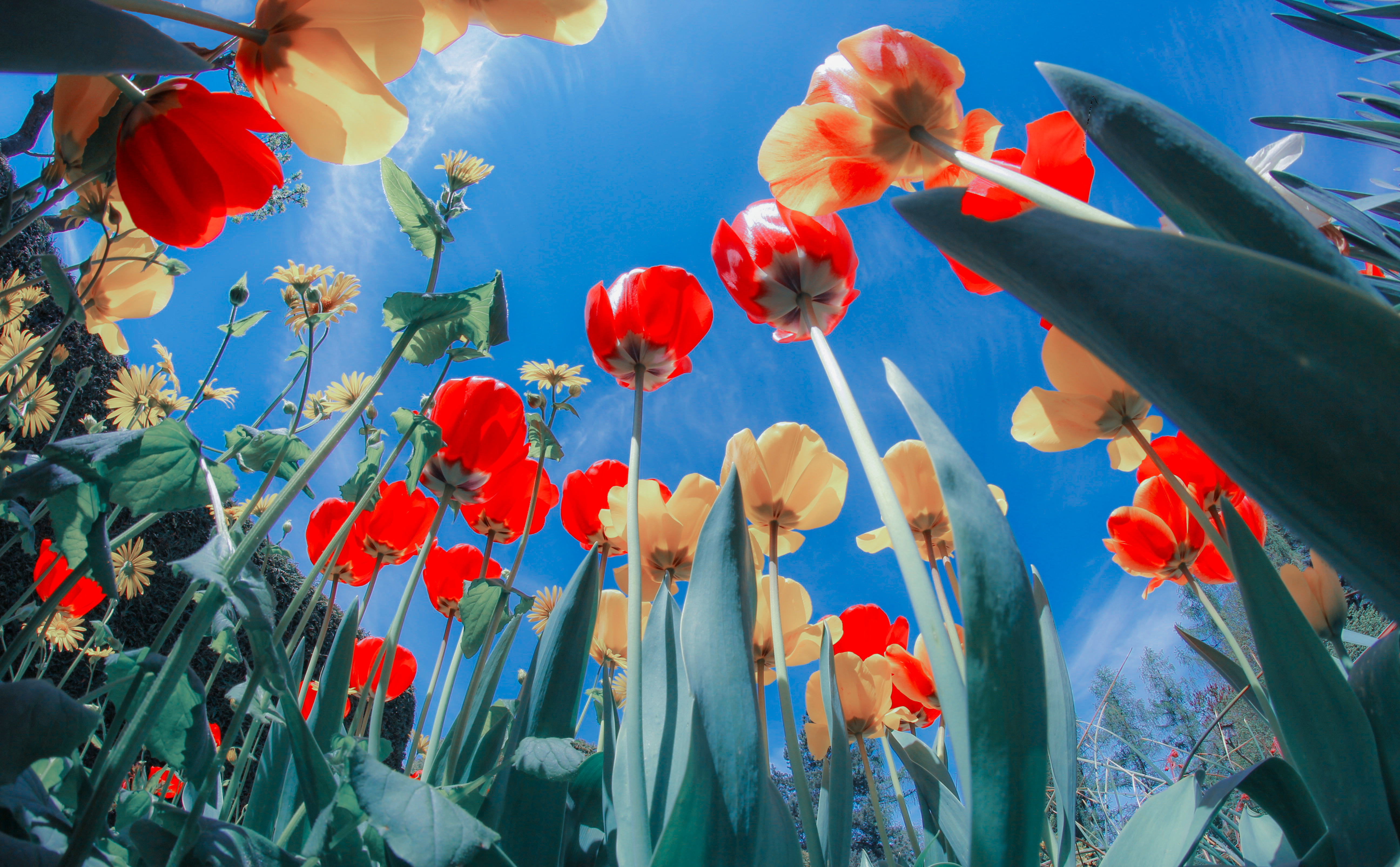 Colorful_Tulips_37