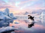 Animals Wallpapers