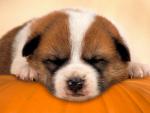 dog_002