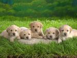 dog_006