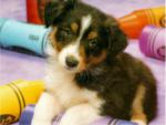 dog_022